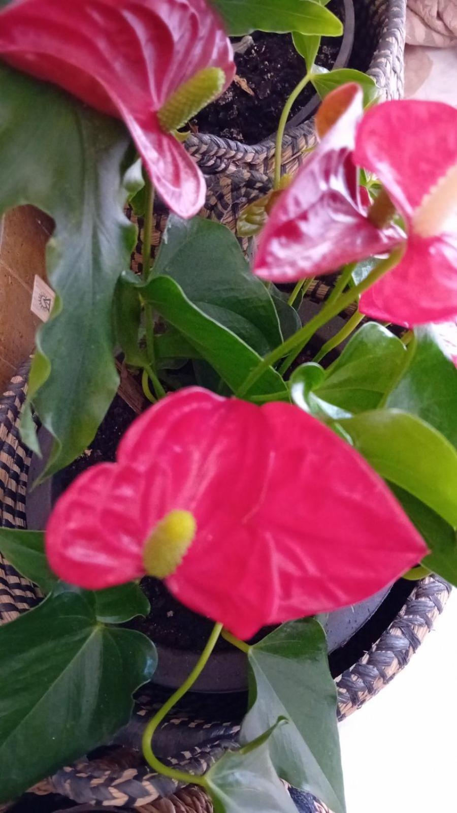 דירות איה גליני Happy Days מראה חיצוני תמונה